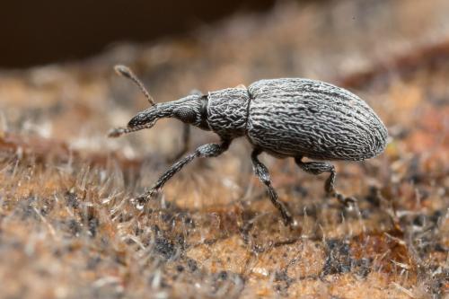 Catapion sp.